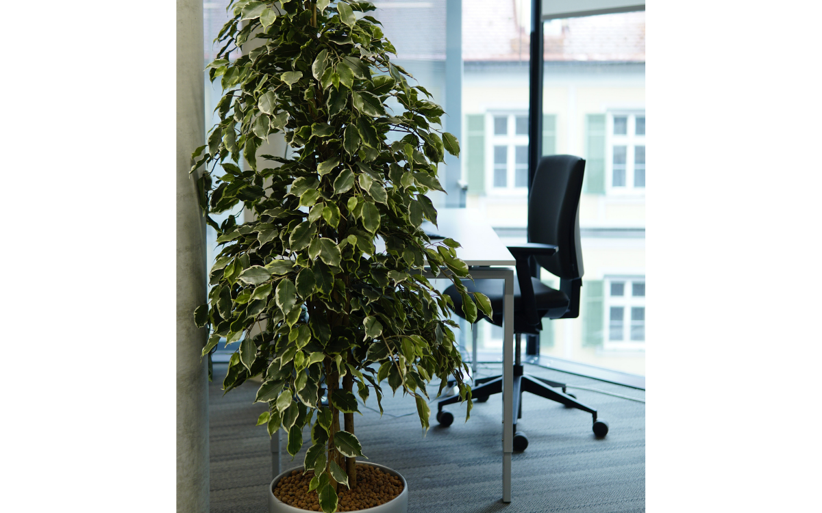 Bild von Arbeitsplatz der Förderberatung Inspiralia